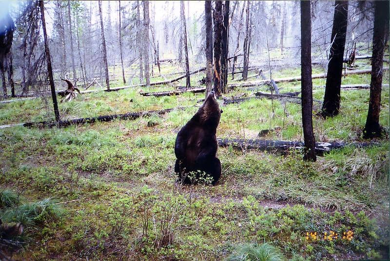 Potret beruang menggosokkan tubuh ke pohon