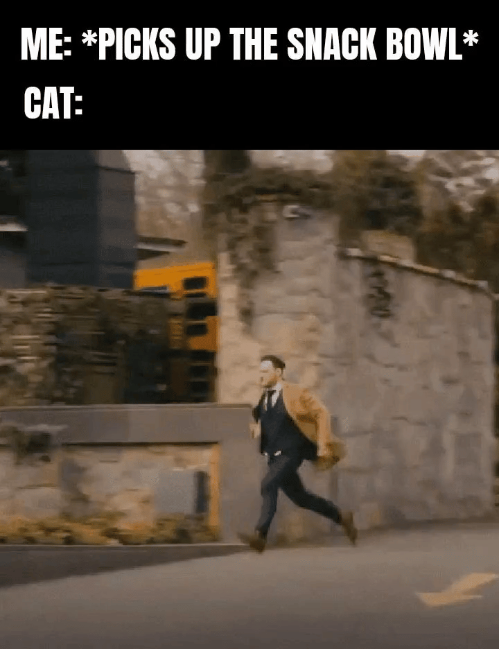 meme kucing tentang camilan