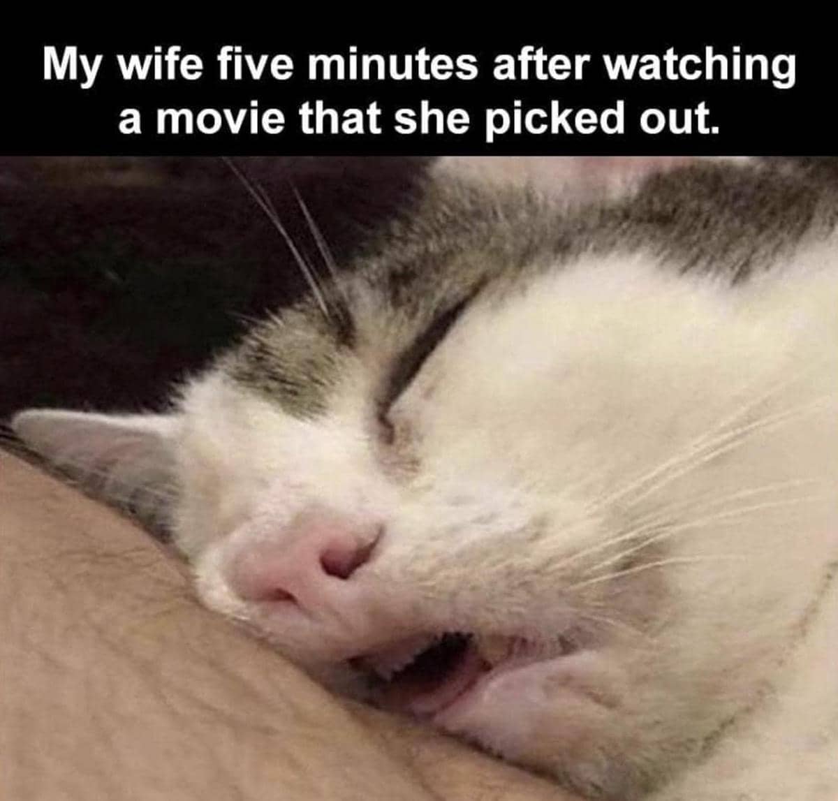meme kucing tentang nonton film