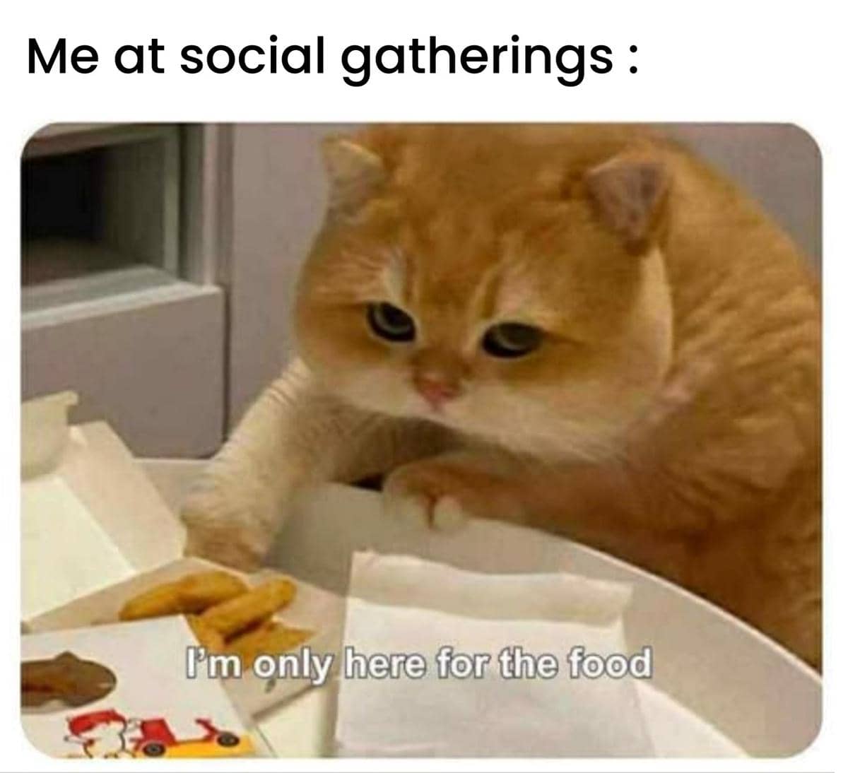 meme kucing tentang camilan