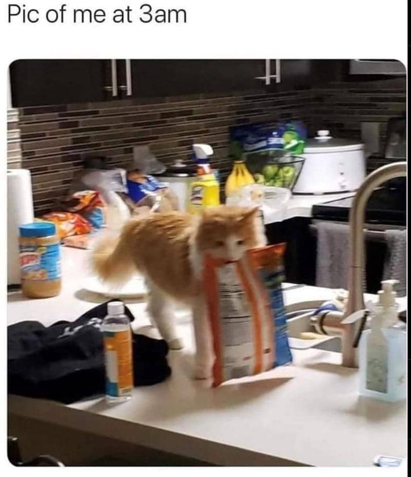 meme kucing tentang camilan