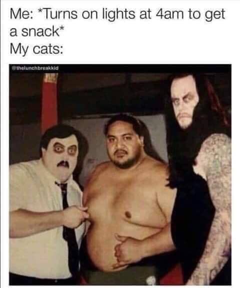 meme kucing tentang camilan