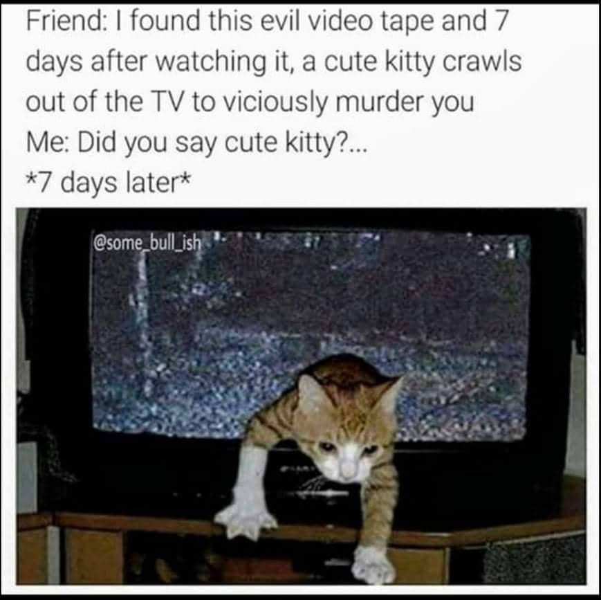 meme kucing tentang nonton film