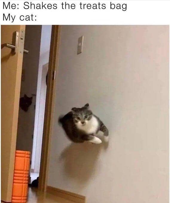 meme kucing tentang camilan