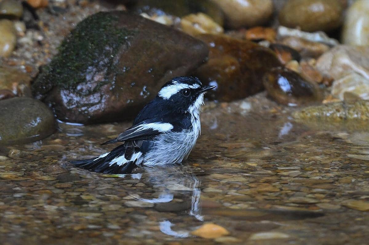 potret burung sikatan belang yang sedang membersihkan diri di sungai yang berlokasi di salah satu hutan cagar alam di India