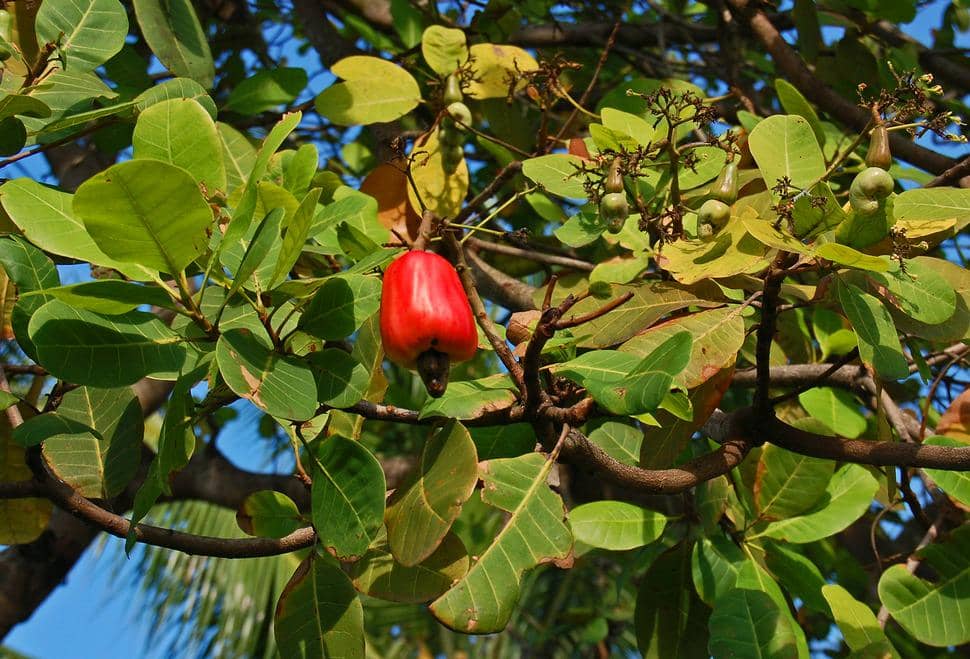 ilustrasi pohon mete