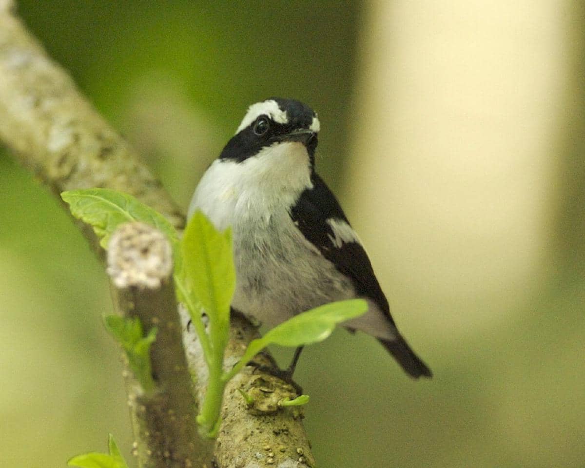 potret burung sikatan belang yang difoto di kawasan hutan Gunung Gede, Jawa Barat 