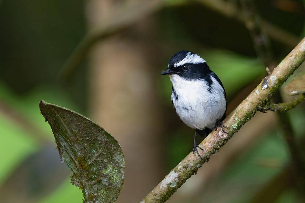 foto burung sikatan belang yang difoto di salah satu kawasan hutan di Jawa Barat, Indonesia