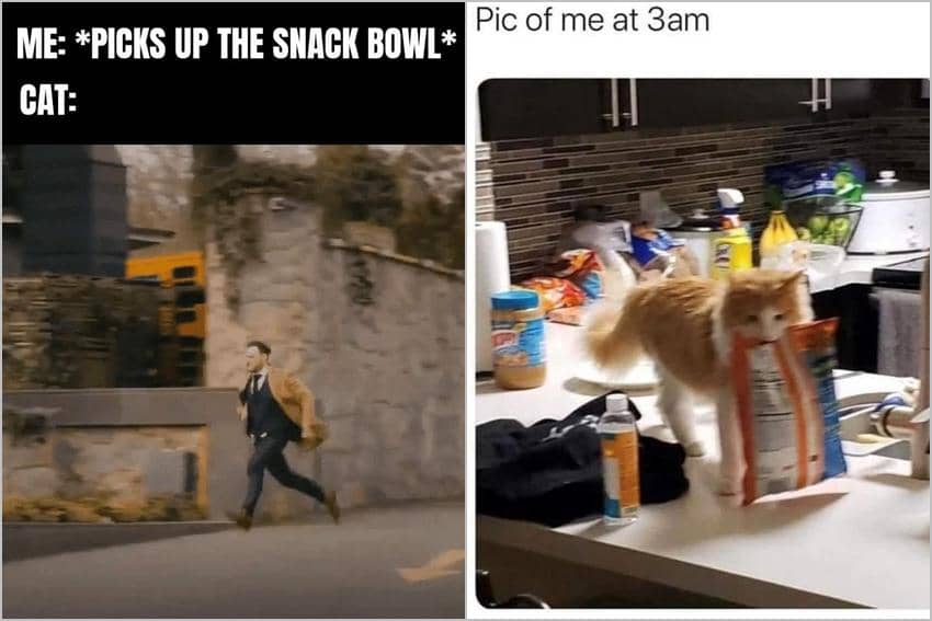 8 Meme Kucing tentang Camilan, Lapar Jam 3 Pagi!