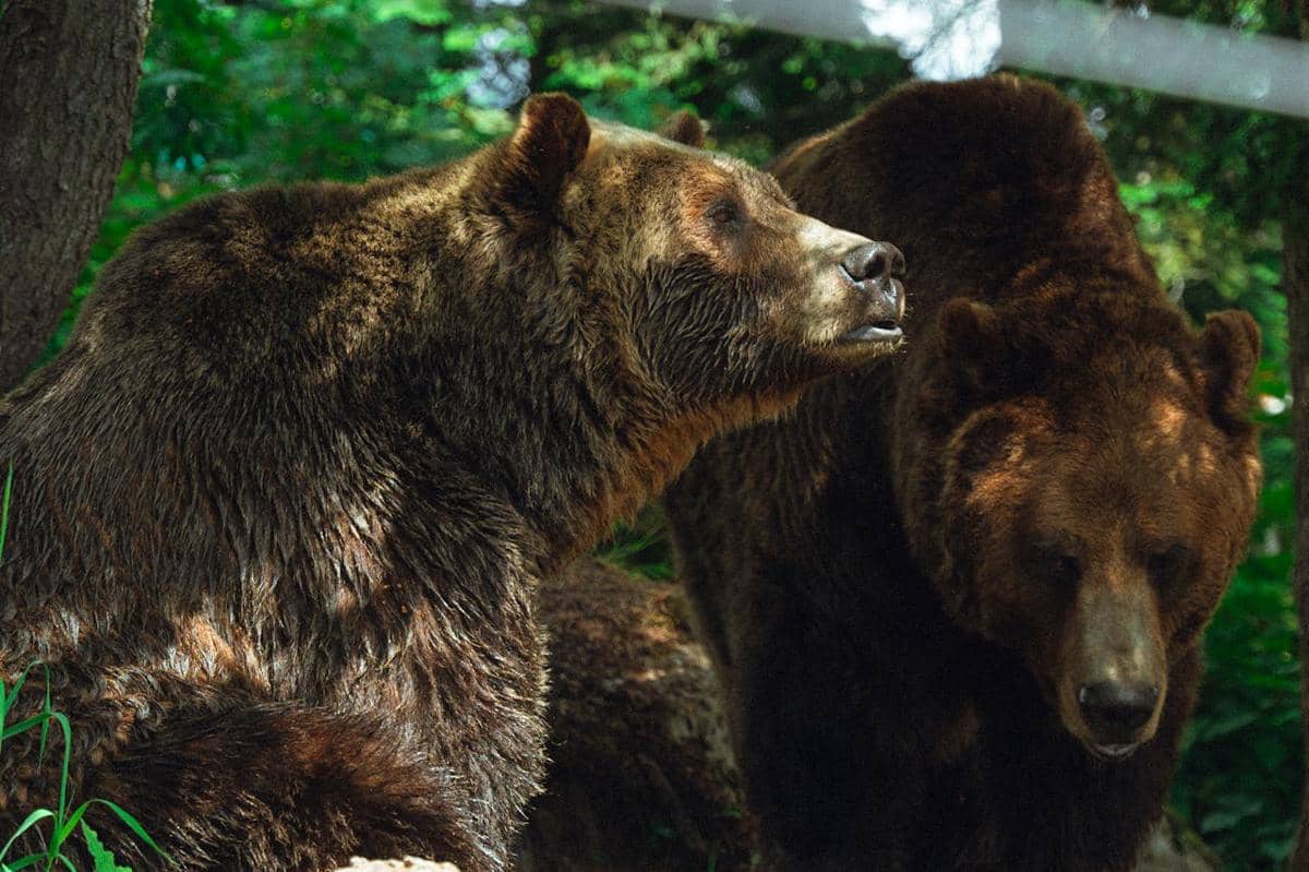 Potret dua ekor beruang