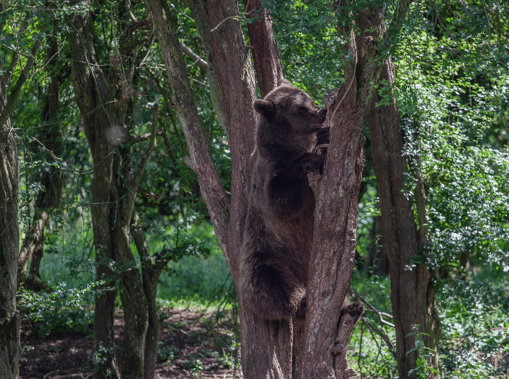 Potret beruang di pohon