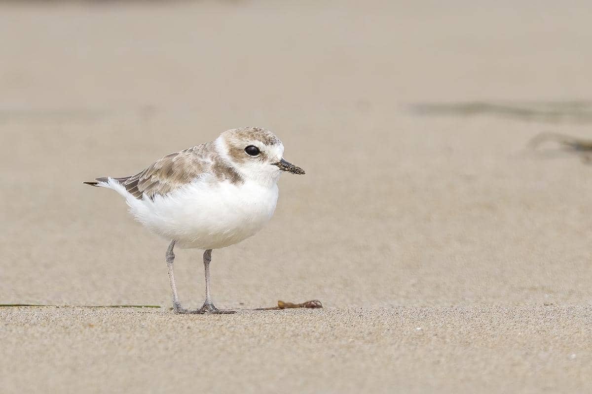 6 Fakta Cerek Salju, Ahli Kamuflase yang Nyaris Tak Terlihat di Pasir