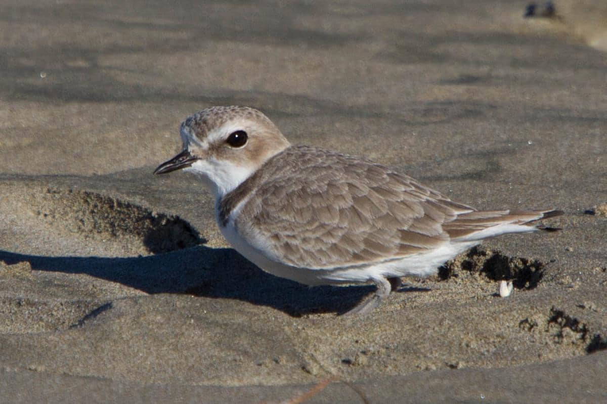 Bulunya yang berwarna cokelat membuatnya nyaris tak terlihat di pasir.