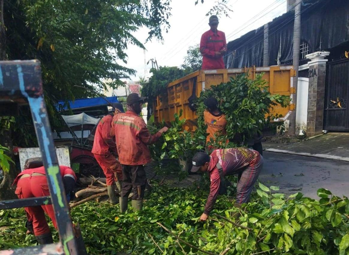 Hujan Badai di Semarang, 86 Pohon Tumbang Berhasil Dievakuasi