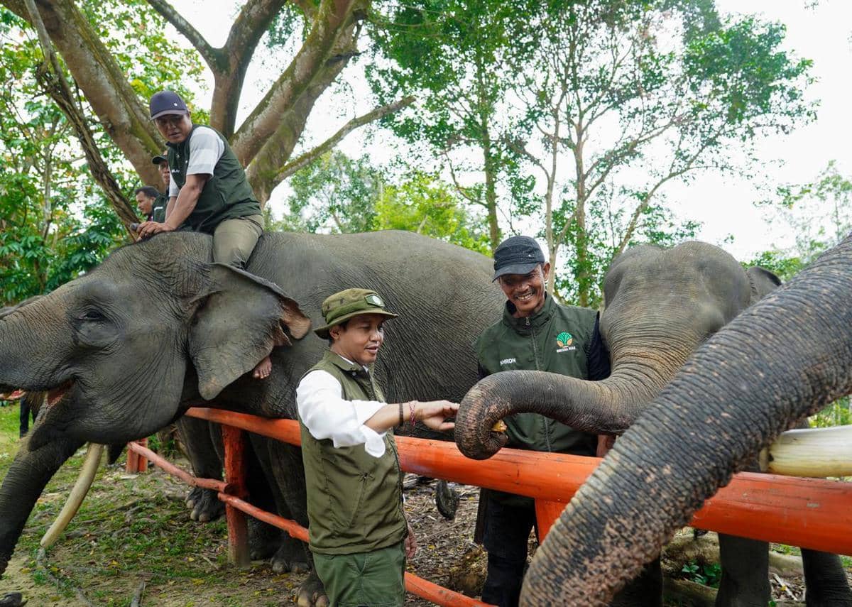 Menhut Pastikan Koridor Gajah di Riau Segera Tersambung