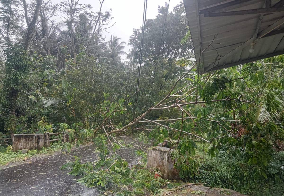 Cuaca ekstrem, pohon tumbang