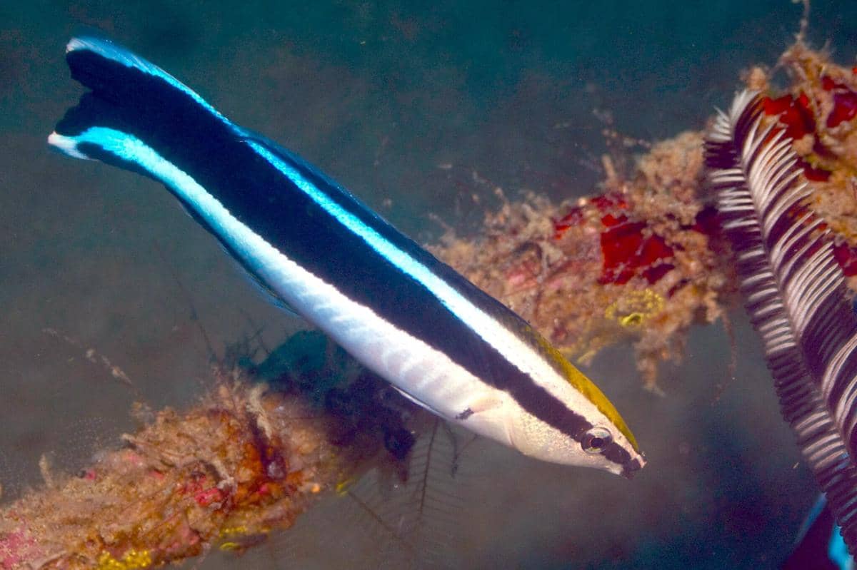 Cleaner wrasse bersifat hermaprodit protogini, yaitu spesies yang bisa berubah kelamin dari betina menjadi jantan.