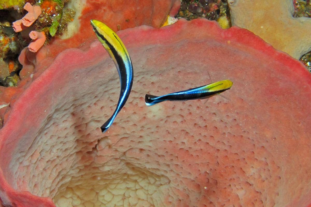 Cleaner wrasse si ikan dokter
