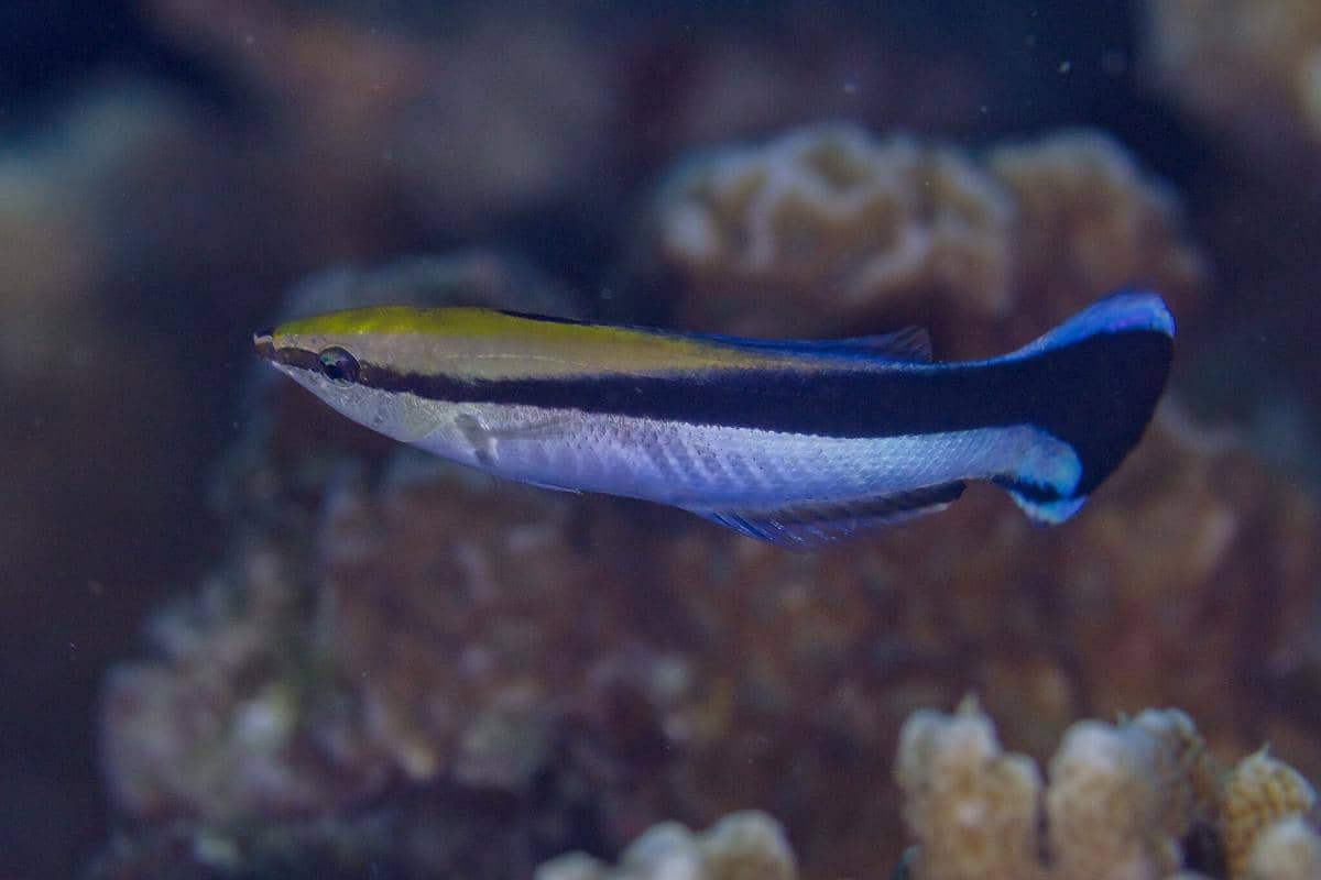 5 Fakta Cleaner Wrasse, Ikan Kecil yang Berprofesi Jadi Dokter di Laut