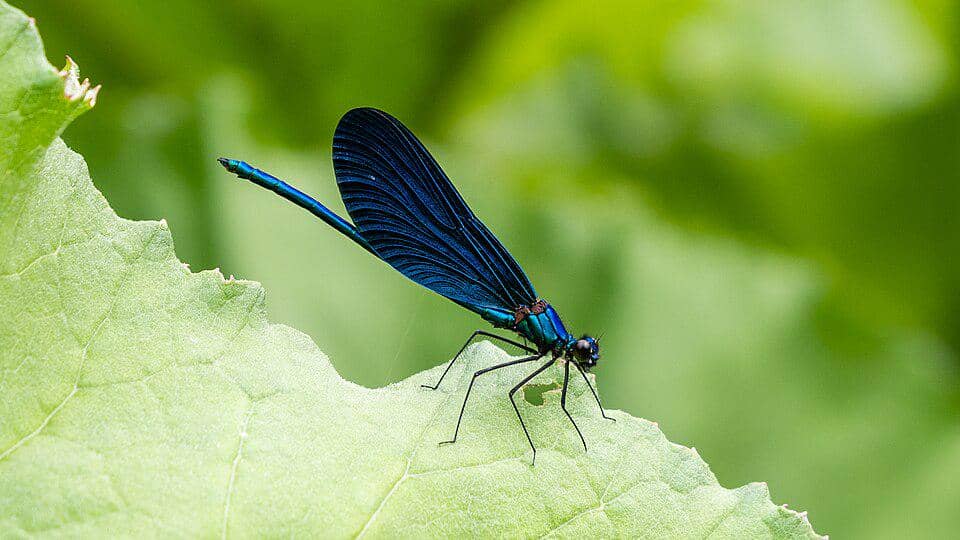5 Fakta Beautiful Demoiselle, Capung Jarum dari Sungai Eropa