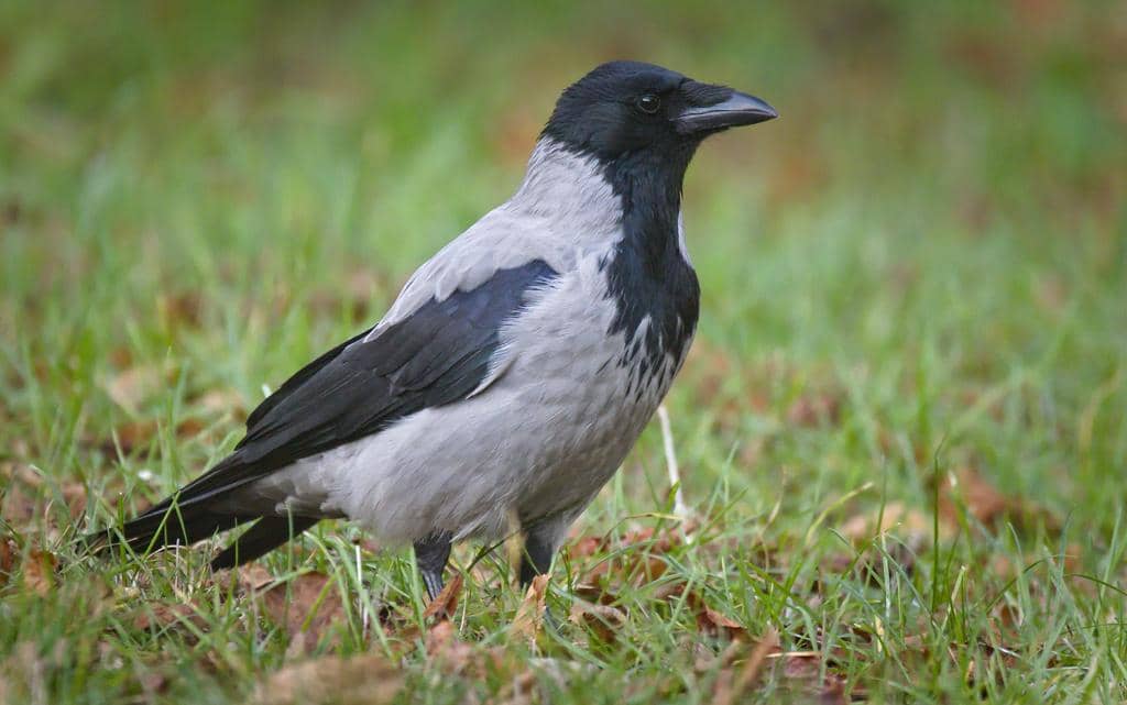 foto Corvus cornix 