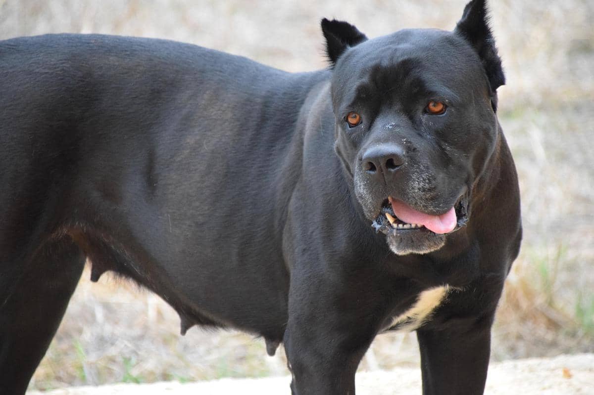 Cane corso