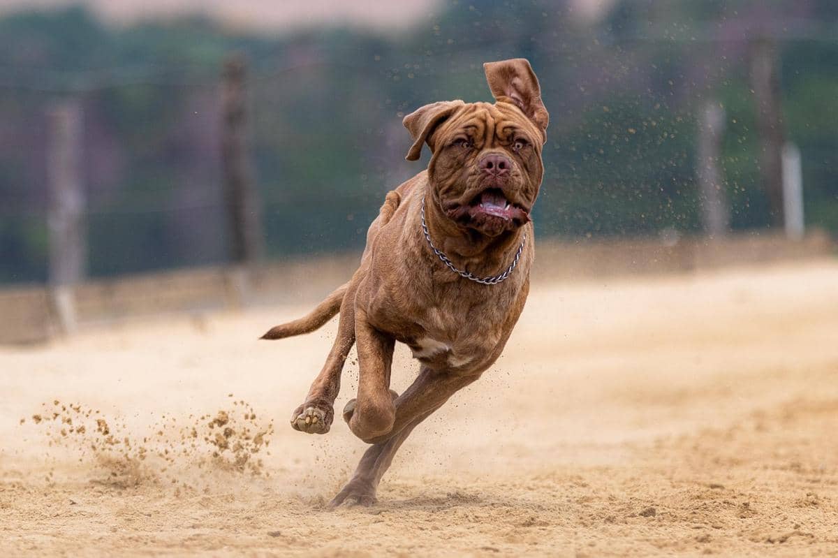 Dogue de bordeaux