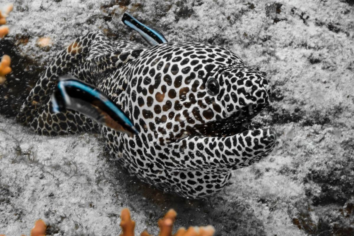 Cleaner wrasse sedang membersihkan parasit pada ikan lain.