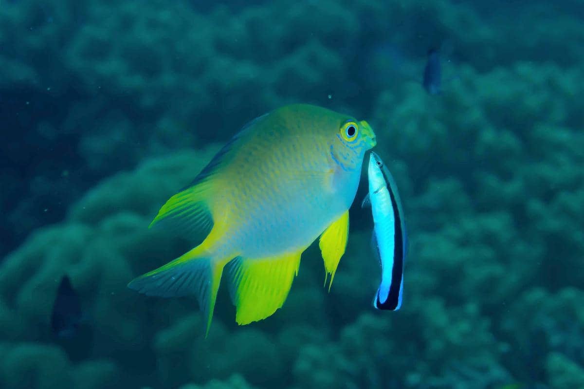 Cleaner wrasse si ikan dokter