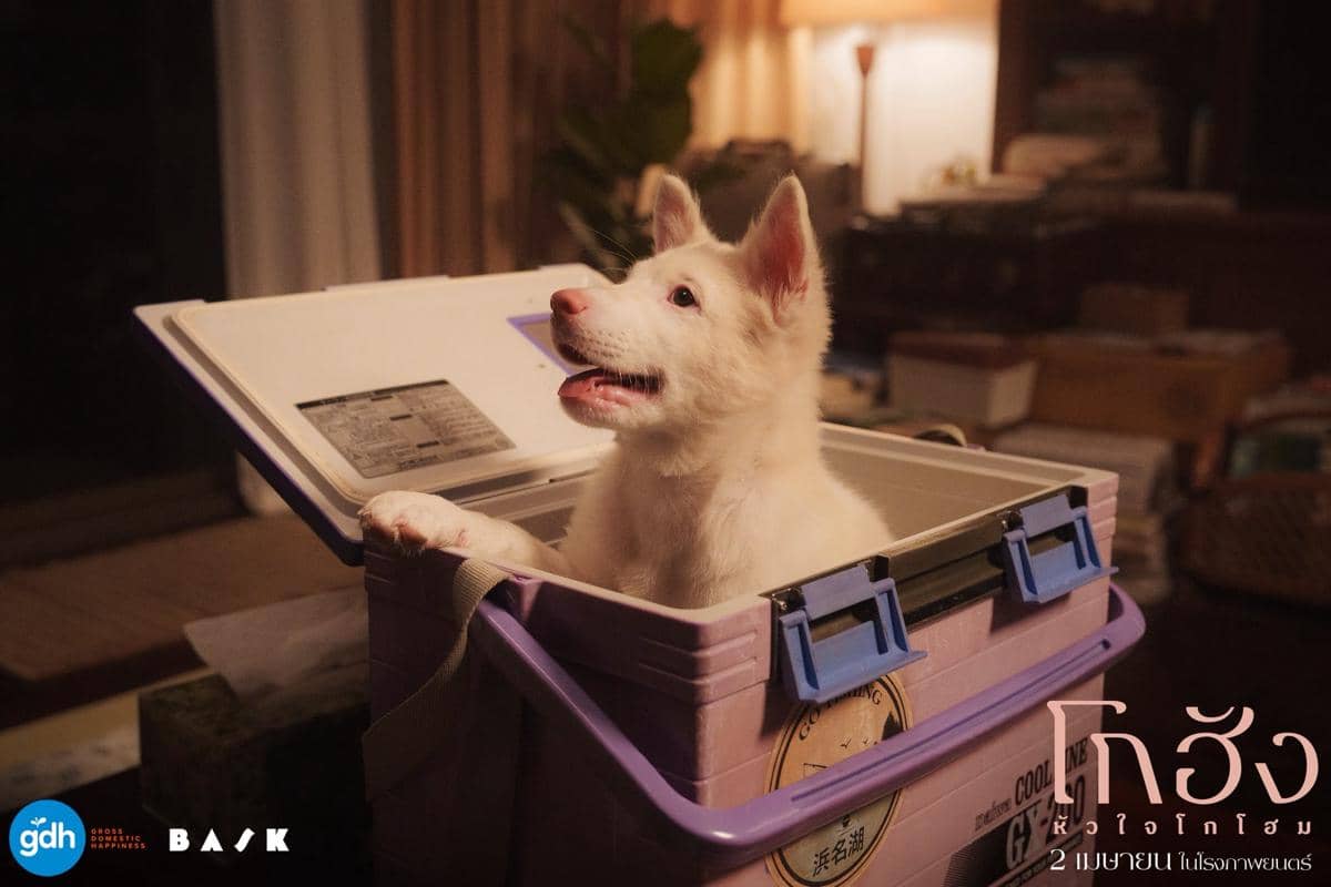 Anjing putih kecil duduk di dalam kotak pendingin berwarna ungu di ruangan hangat dengan pencahayaan lampu lembut.