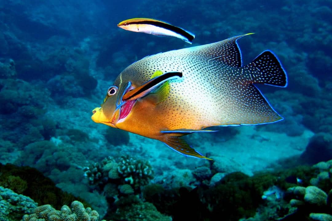Cleaner wrasse sedang bersama ikan angelfish sebagai pasiennya.