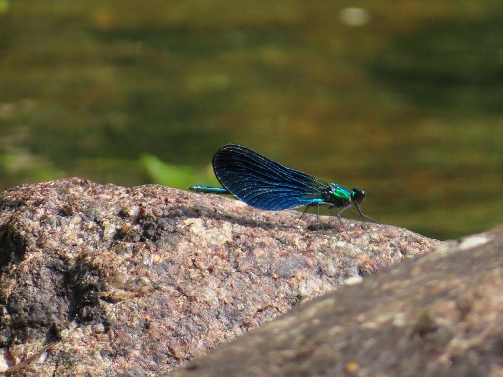 Capung Calopteryx virgo