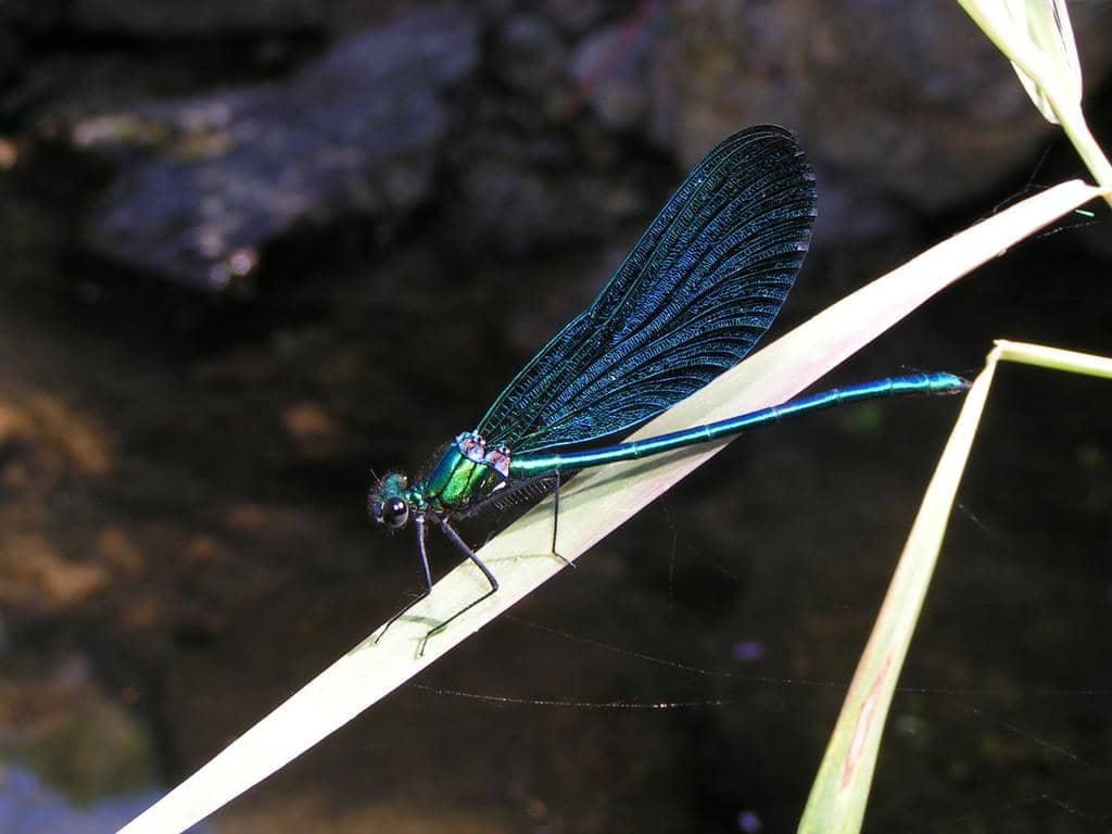 Capung Calopteryx virgo