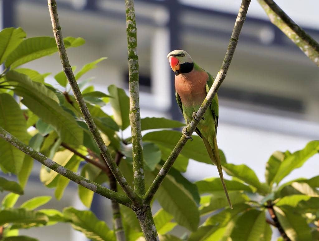 Burung Psittacula alexandri