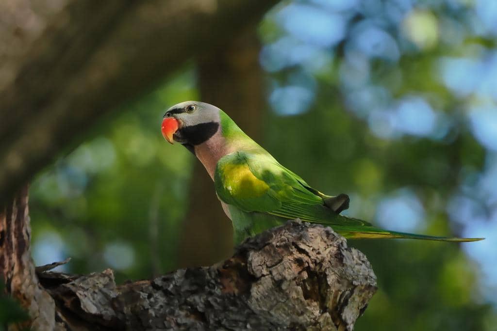 Burung Psittacula alexandri