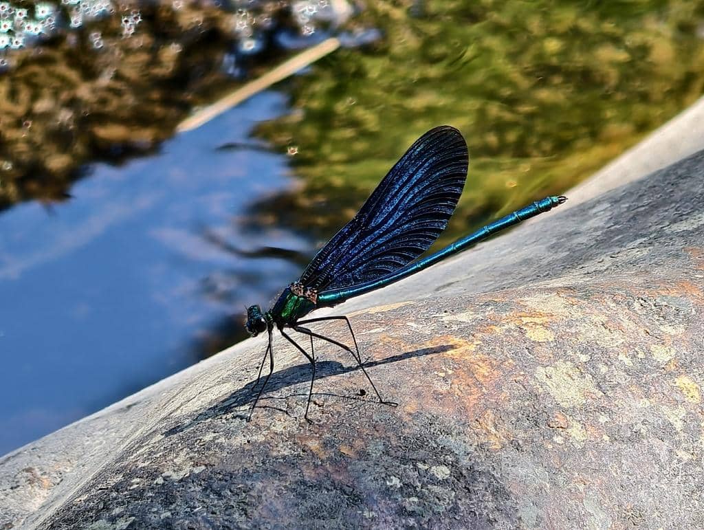 Capung Calopteryx virgo