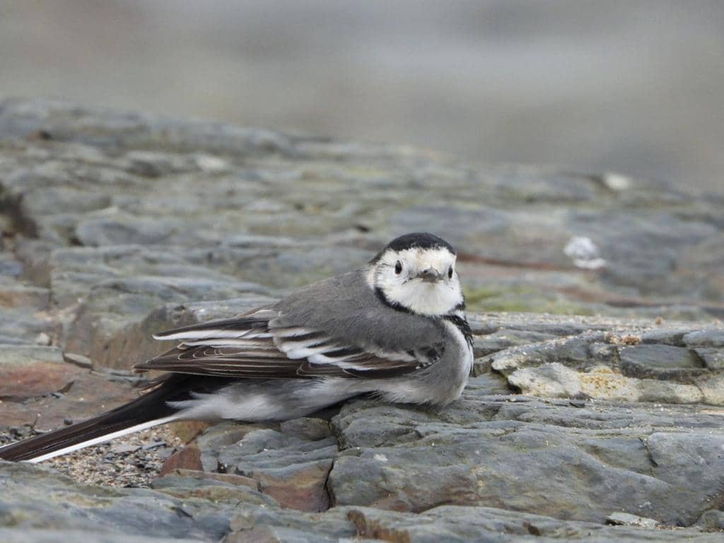 Mengenal 5 Spesies Burung di Wilayah Iran, Mampu Bertahan di Wilayah Panas