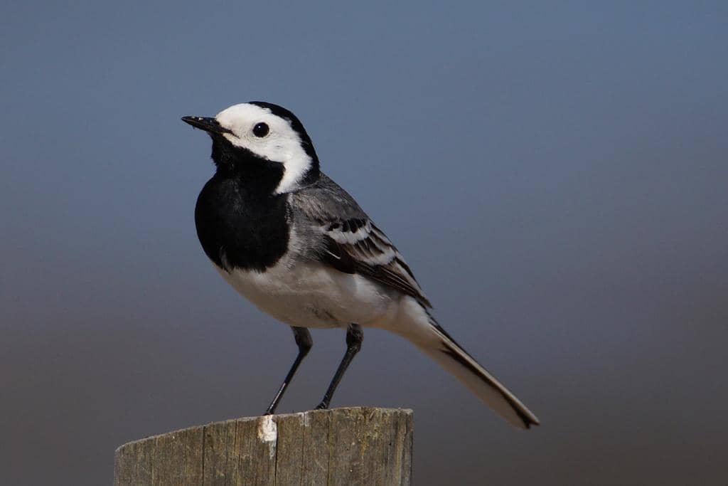 foto Motacilla alba 