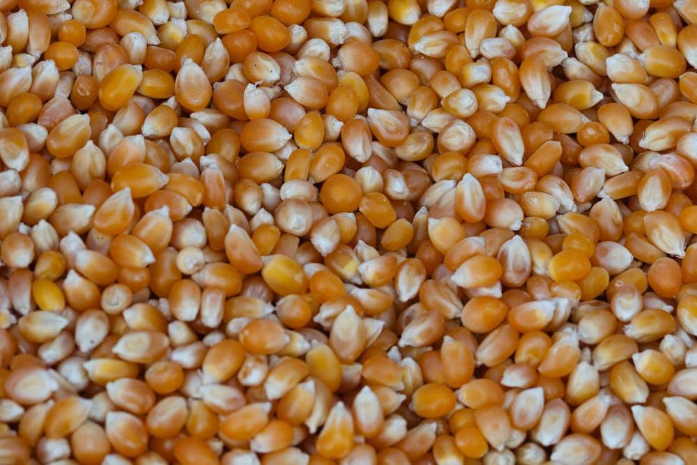 ilustrasi jagung popcorn