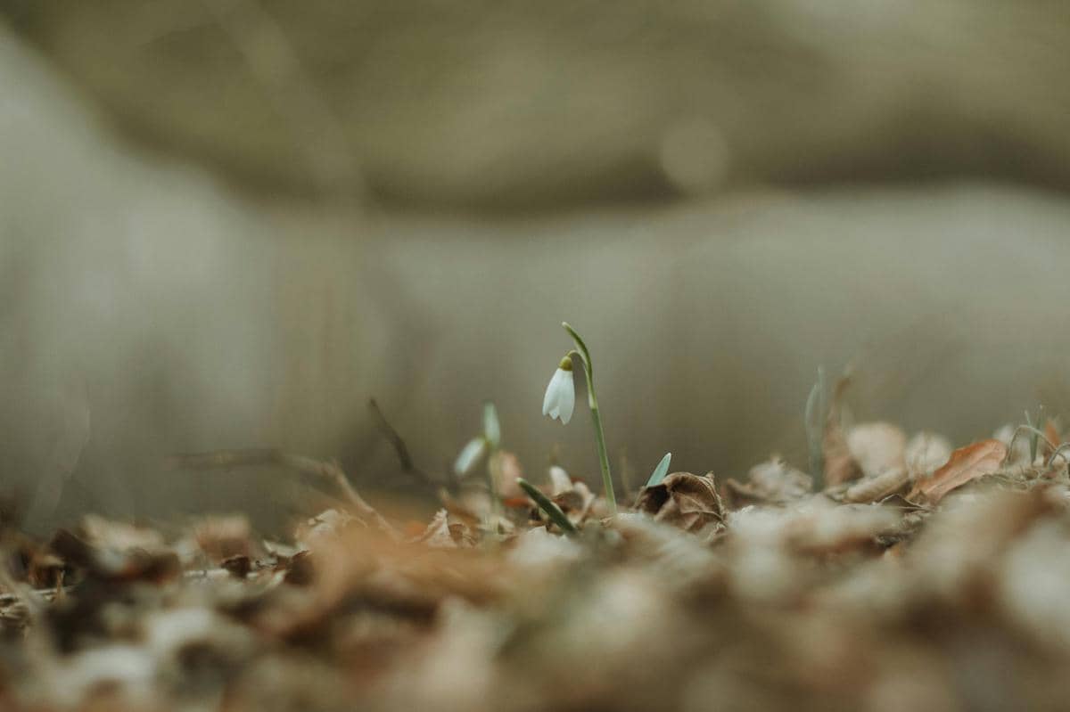 [PUISI] Layu, Tapi Hidup