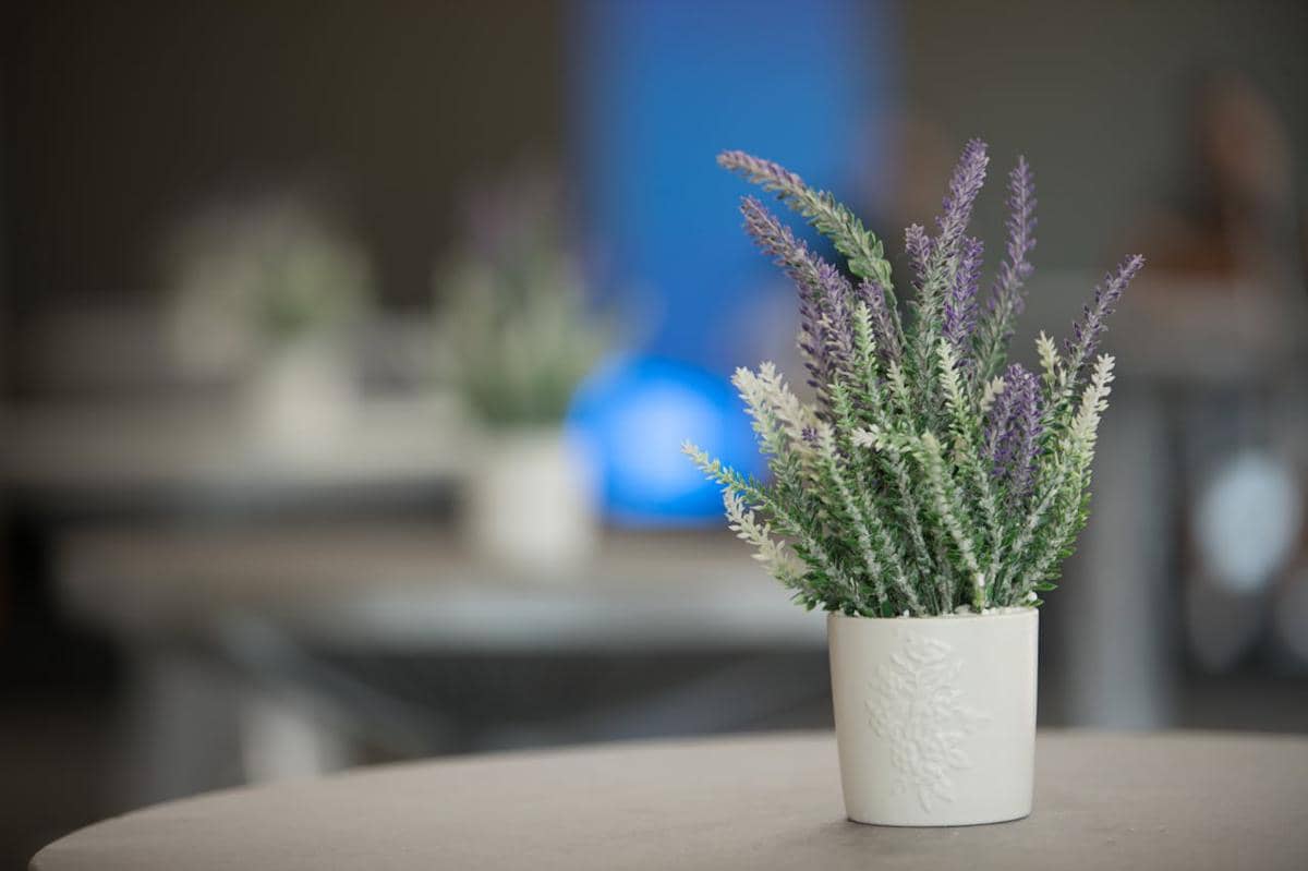tanaman lavender