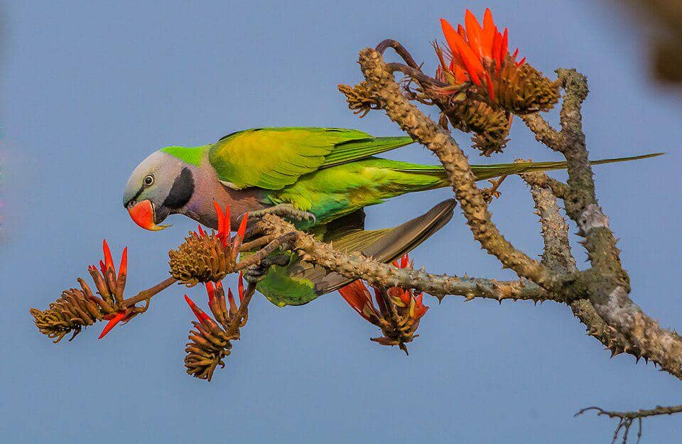 5 Fakta Red Breasted Parakeet, Burung Parkit dengan Suara Nyaring
