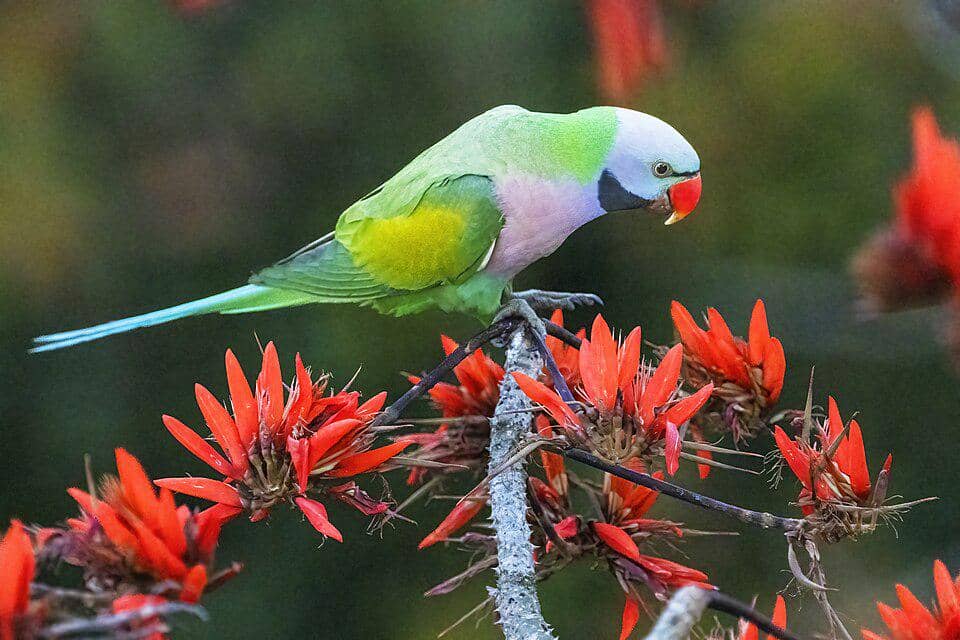 Burung Psittacula alexandri