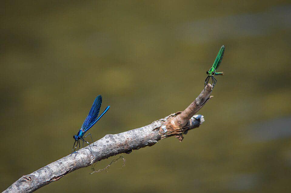 Capung Calopteryx virgo