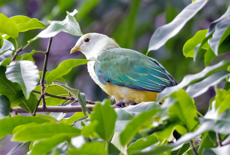 5 Fakta Raiatea Fruit Dove, Merpati Tropis dengan Warna Bulu Memikat