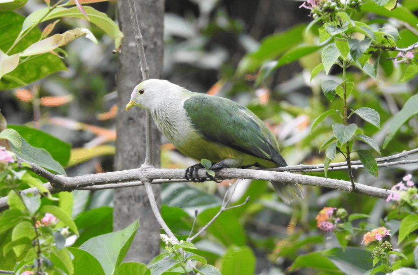 burung raiatea fruit dove
