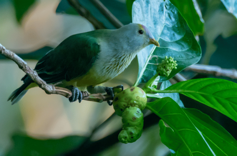 burung raiatea fruit dove 