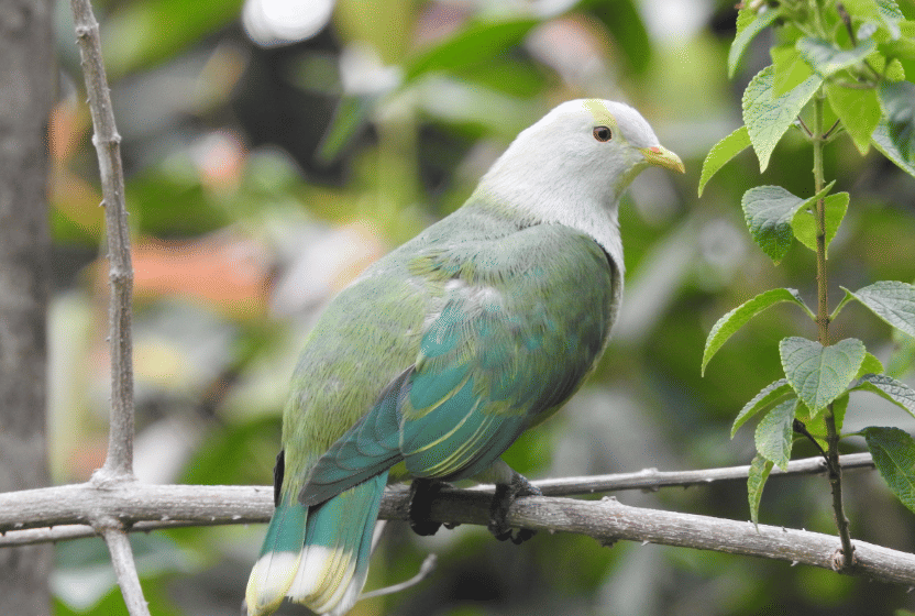 burung raiatea fruit dove