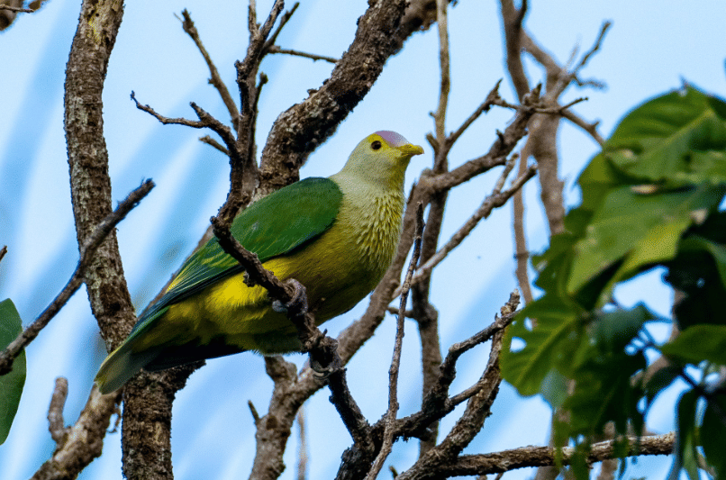 burung raiatea fruit dove