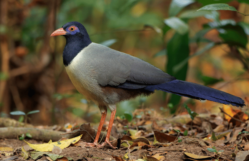 5 Fakta Coral Billed Ground Cuckoo, Burung Darat dengan Paruh Mencolok